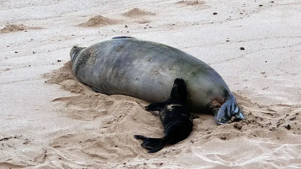Maui man detained after alleged rock-throw at monk seal; NOAA to review