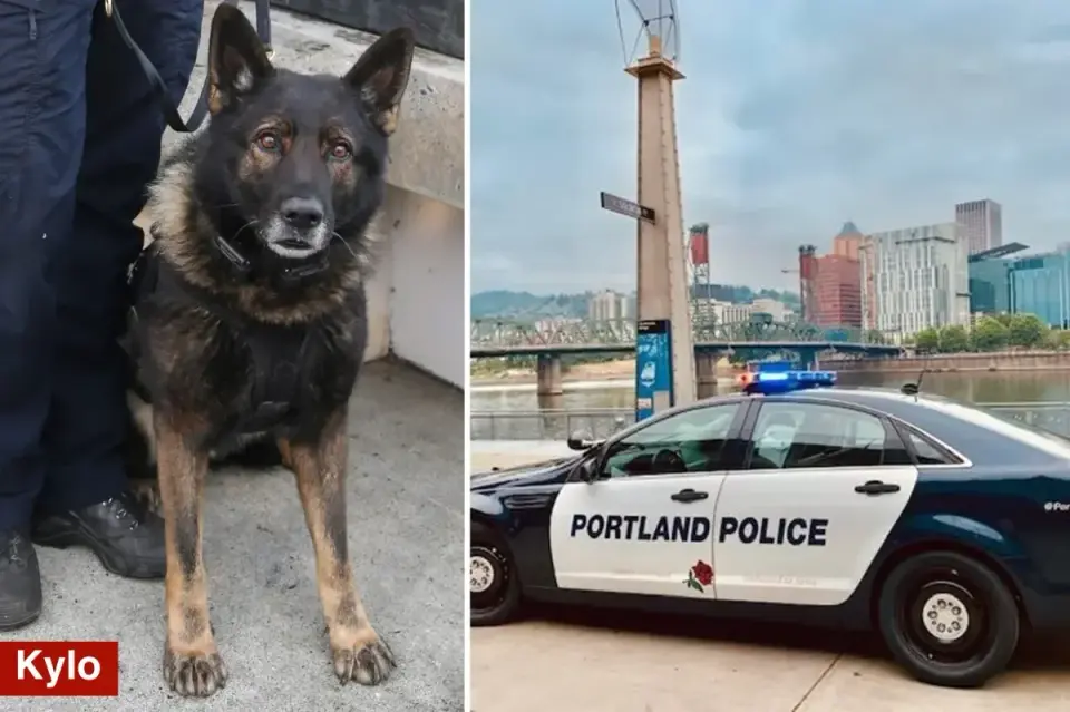 Portland K-9 Kylo dies on final shift during fatal shootout with murder suspect