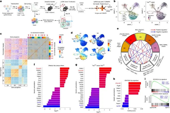 Blocking ZMYND8 Reverses T Cell Exhaustion by Restoring IL-2 Signaling