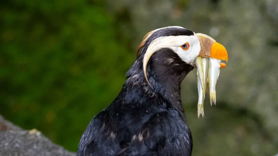 Rare Chlamydia abortus linked to puffin deaths at Point Defiance Zoo, officials say