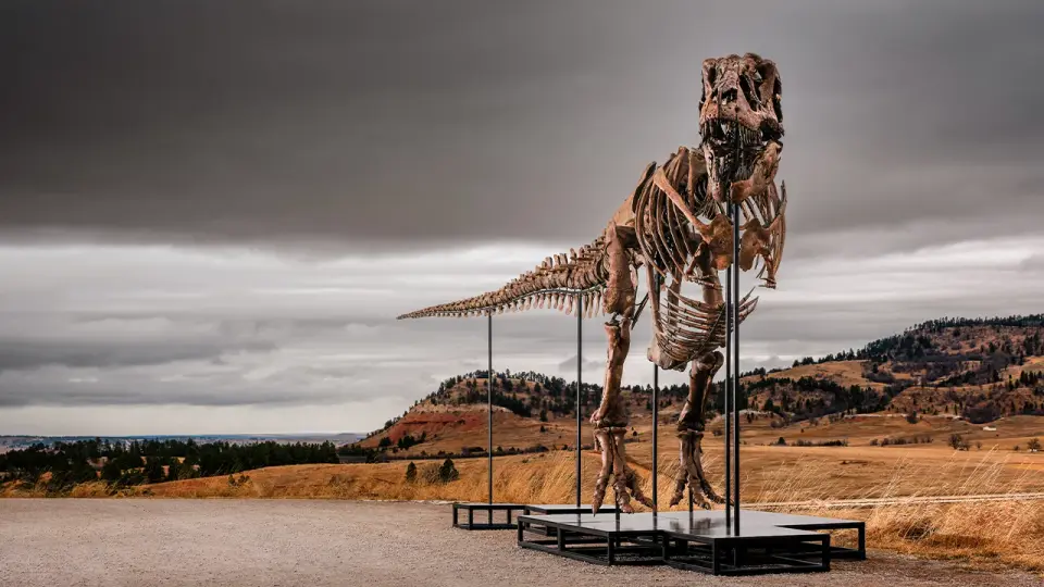 Gus the T. rex sells for $50.1 million at Sothebys, setting a new dinosaur auction record