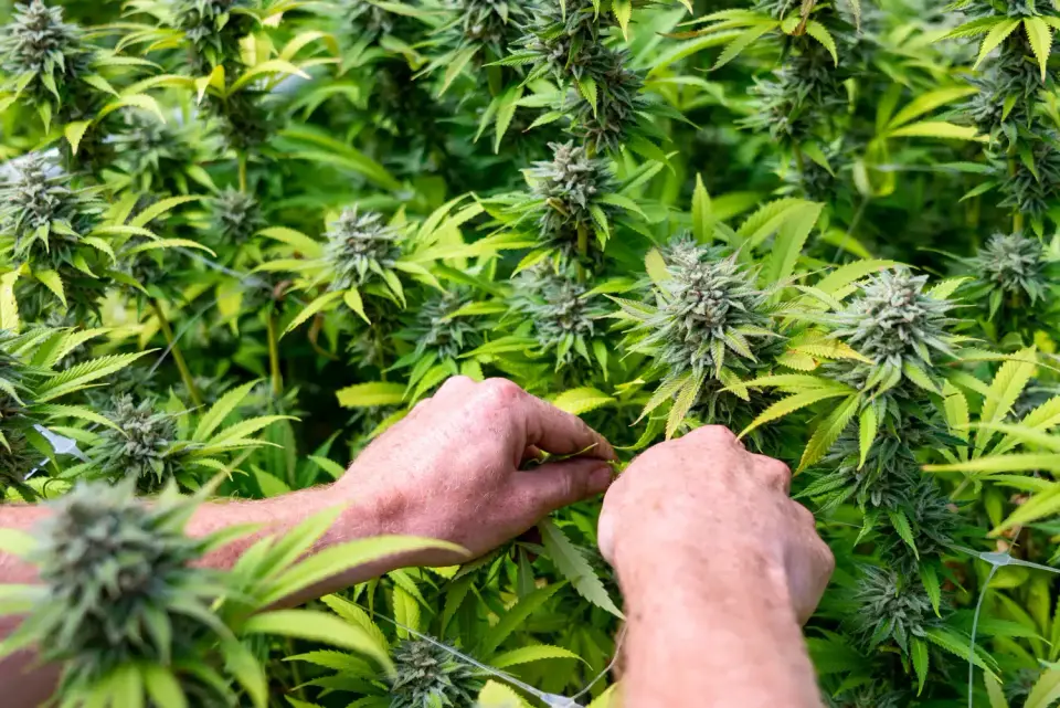 DEA Hearing on Marijuana Rescheduling Opens With Opponents-Only Invitations