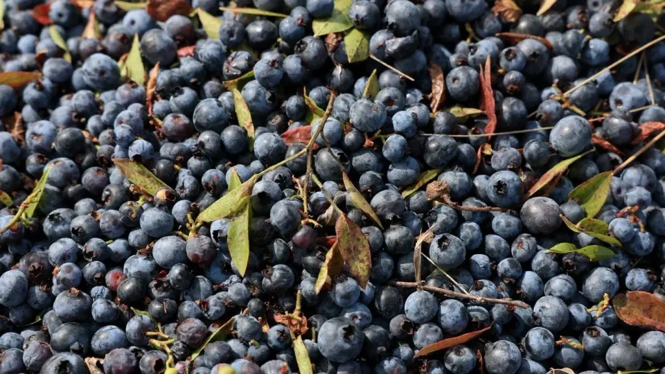 FDA recalls Publix blueberries over potential E. coli contamination in Tri-State area