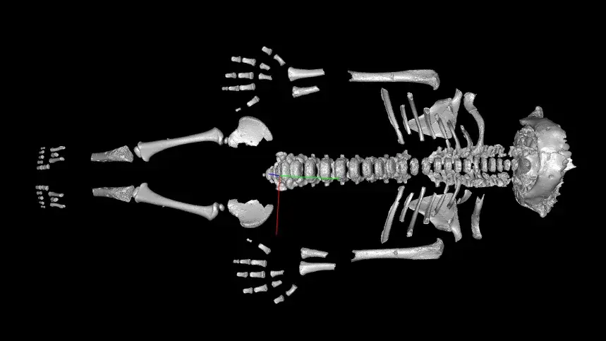 Neanderthal Toddlers Grew Up Faster, Hinting at Harsh-Environment Adaptations