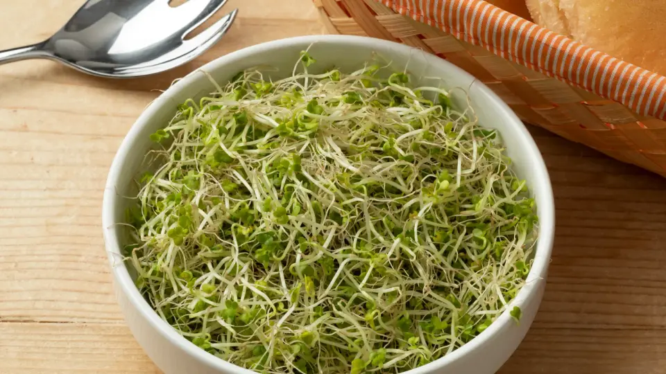 Salmonella Outbreak from Broccoli Sprouts Expands to Six States, Traced to Contaminated Seeds