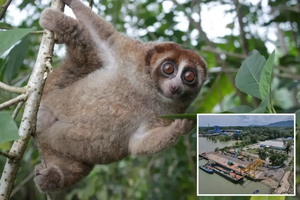 Venomous Slow Loris Resurfaces in Indonesian Urban Areas After 90-Year Scientific Absence