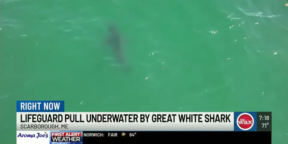 Maine lifeguard escapes after great white drags him underwater during routine patrol