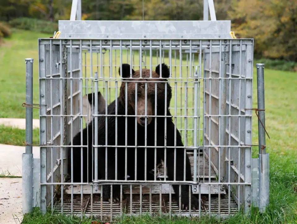 Bear Captured in Tochigi Capital After Dayslong Hunt