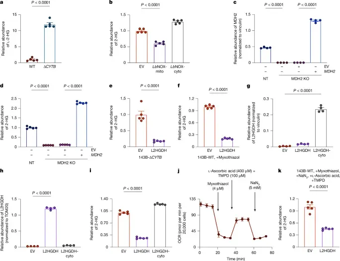 Mitochondrial l-2-hydroxyglutarate: a normal cellular signaling metabolite shaping gene regulation
