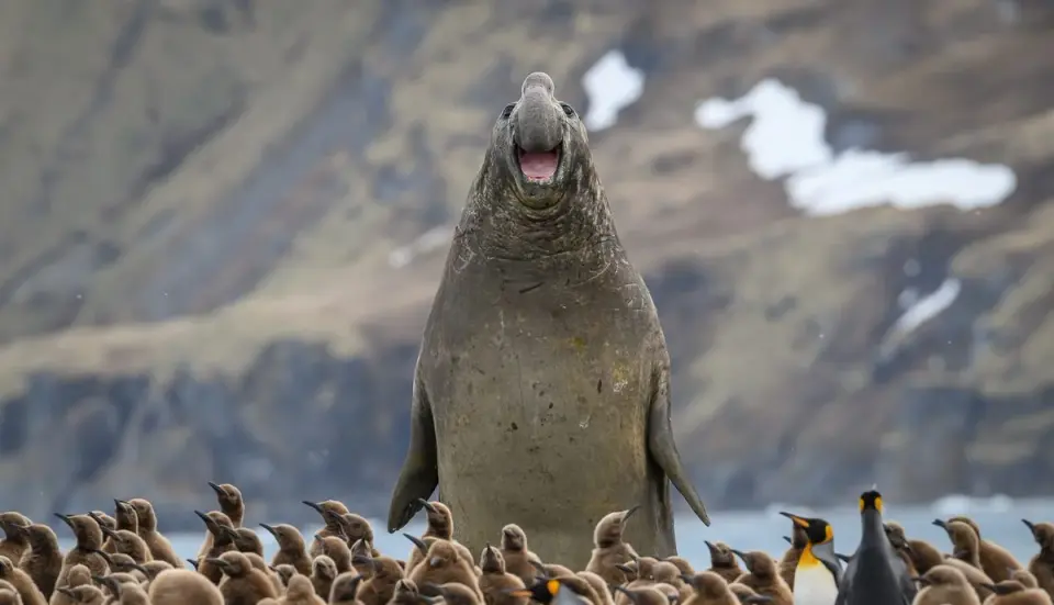 Record entries define 2026 Nikon Comedy Wildlife Awards finalists