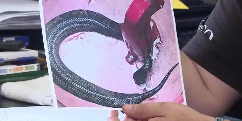 Cottonmouth Found Inside Arkansas High School Helmet, Safe Removal