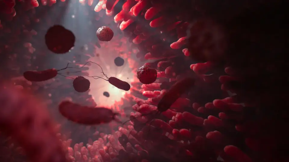 Low-fiber diets may push gut microbes to eat mucus; indigestible plant proteins could steer healthier outputs