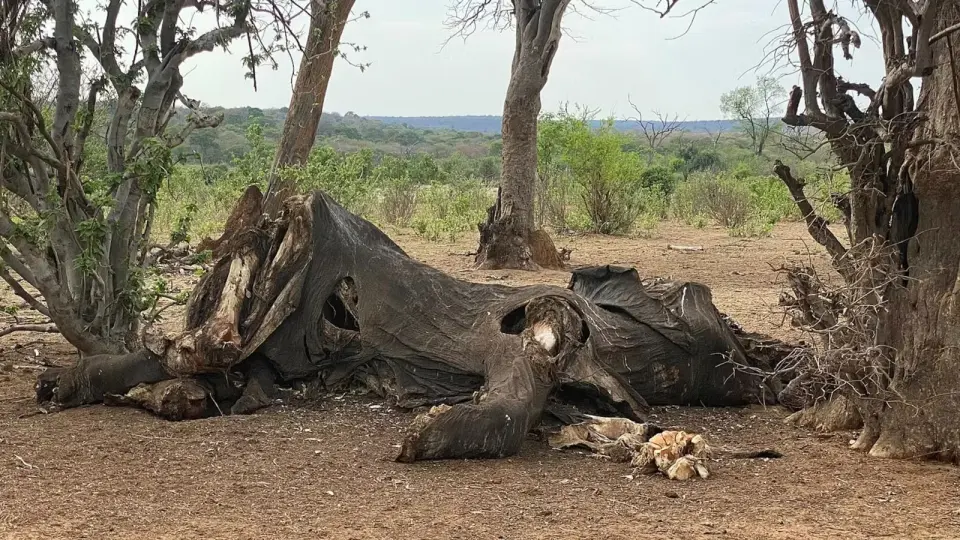 1.8-million-year-old elephant butchery hints at early humans fueling big brains