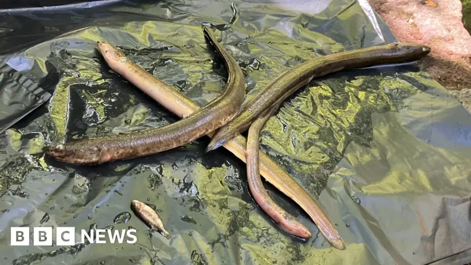 Bristol volunteers find 30 dead eels in brook after nearby warehouse fire