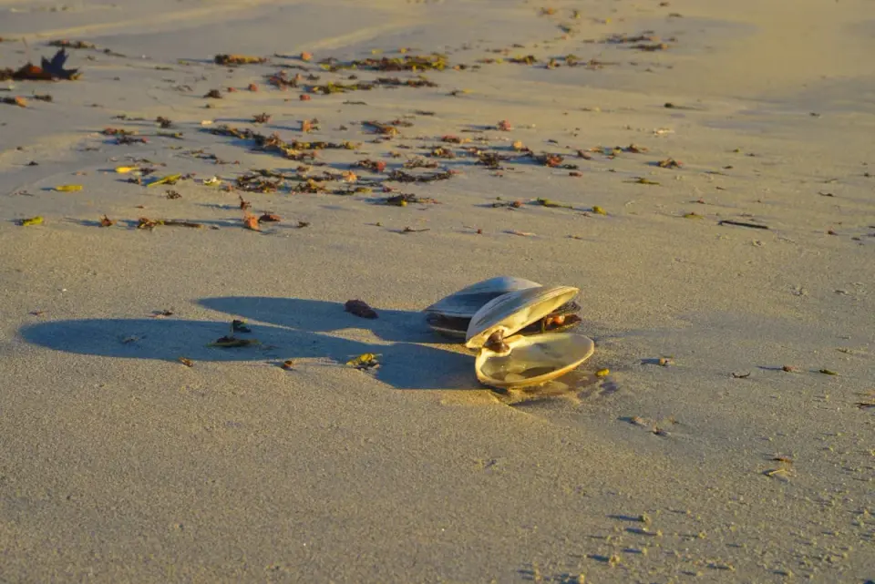 Ancient 500-year-old clam outlived empires, then scientists killed it to learn its age