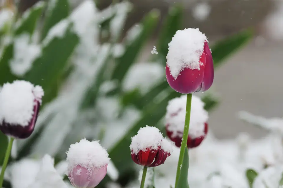 May snowstorm could drop inches on drought-weary Colorado and Wyoming