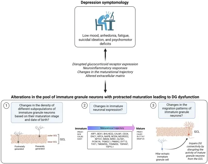 Immature Neurons and the Neurogenesis Debate in Human Depression