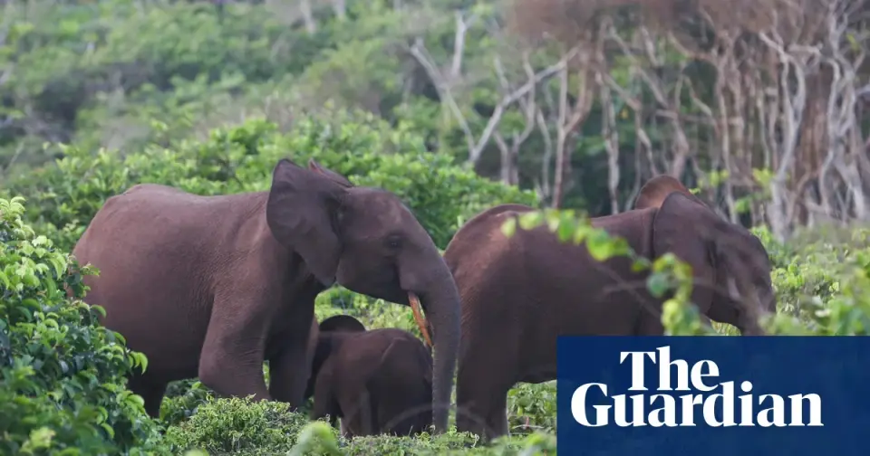 California hunter dies after elephants crush him during Gabon safari