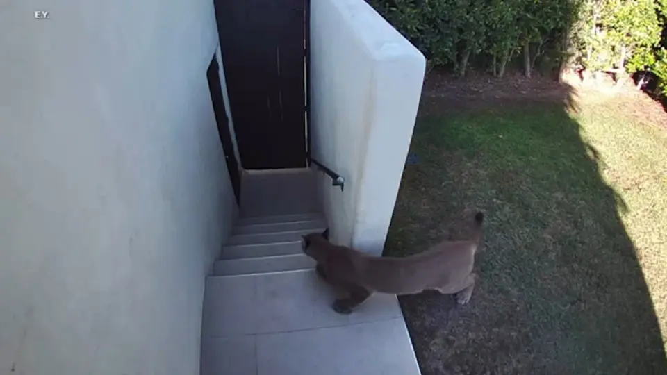 Santa Monica Mountain Lion Tranquilized After Neighborhood Sighting