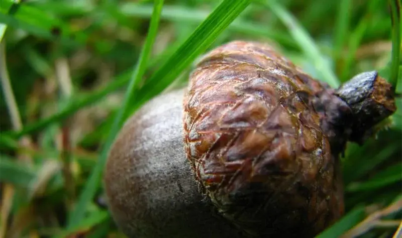 Acorns Signal Lyme Risk More Than Deer Counts