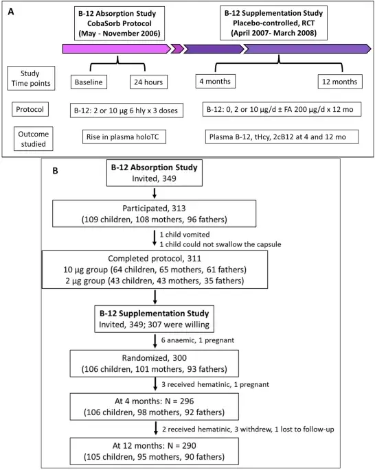HoloTC response forecasts success of oral vitamin B12 replenishment in a rural Indian cohort