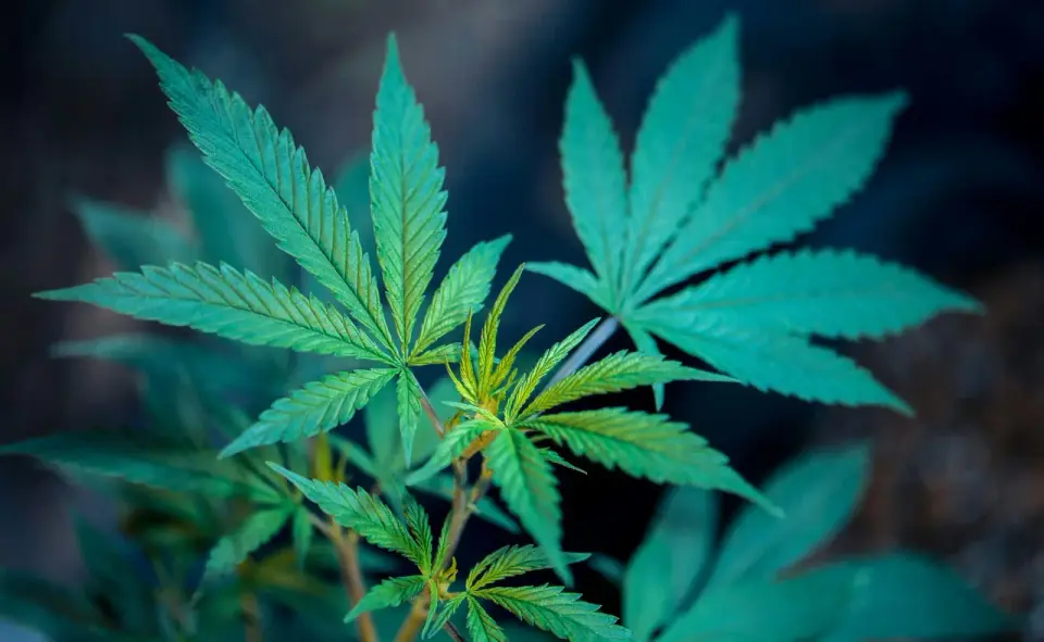 DEA Expands Federal Registration for Medical Cannabis Firms Ahead of Schedule III Move