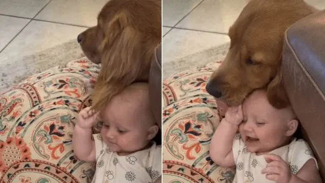 Baby Steals the Spotlight from Mom's Golden Retriever in Adorable Video