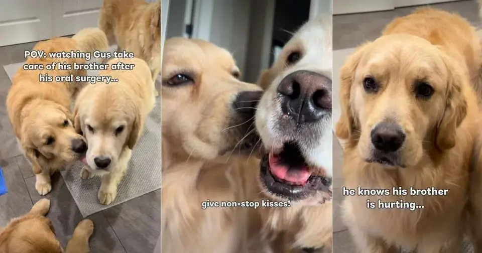 Golden Retriever Turns Caregiver After Brother's Oral Surgery