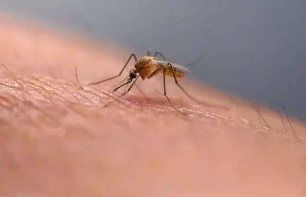 Six NH towns report Jamestown Canyon Virus in mosquitoes