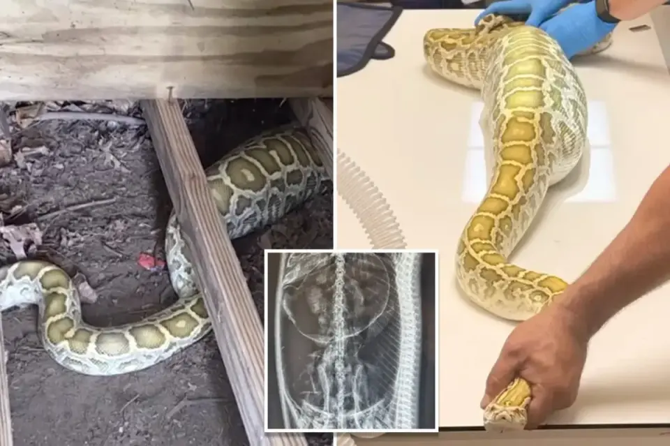 8-foot Burmese python found under NJ shed reveals opossum meal on X-ray