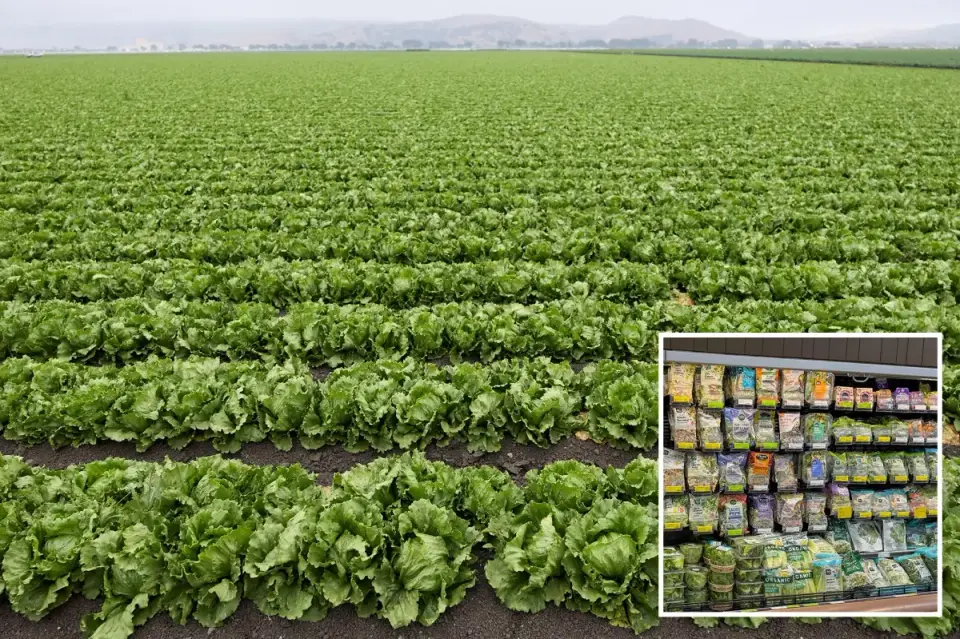 Lettuce-linked Cyclospora outbreak widens to three more states, sickening thousands