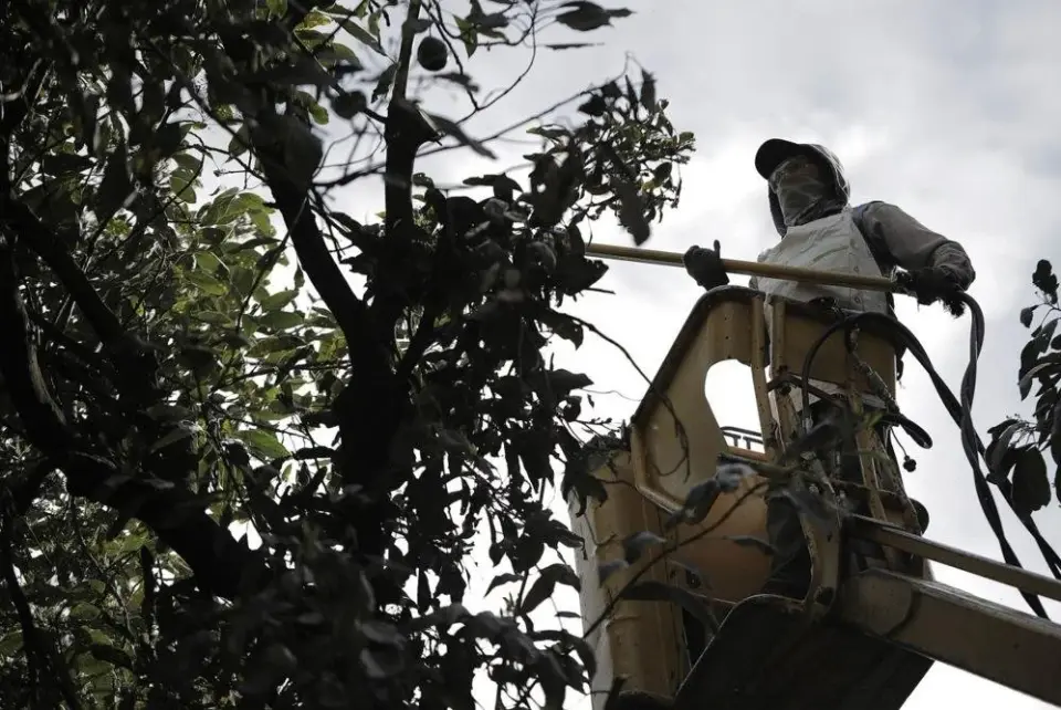 US halts Michoacán avocado flow amid security alert