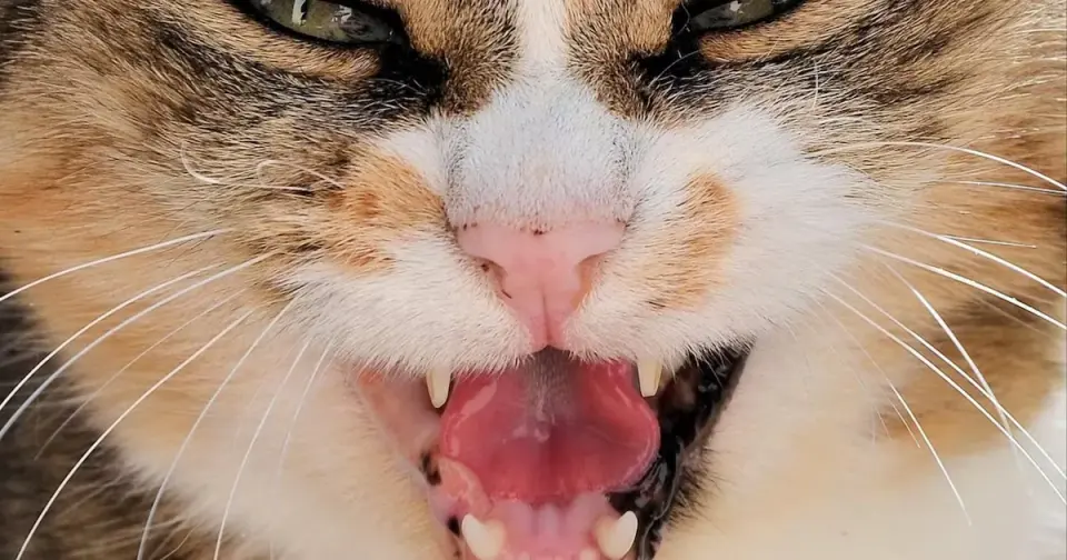 Rabid stray cat bites five people and a puppy in Polk County