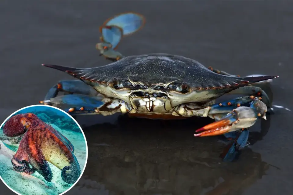 Italy Deploys 130,000 Baby Octopuses to Battle Invasive Blue Crabs