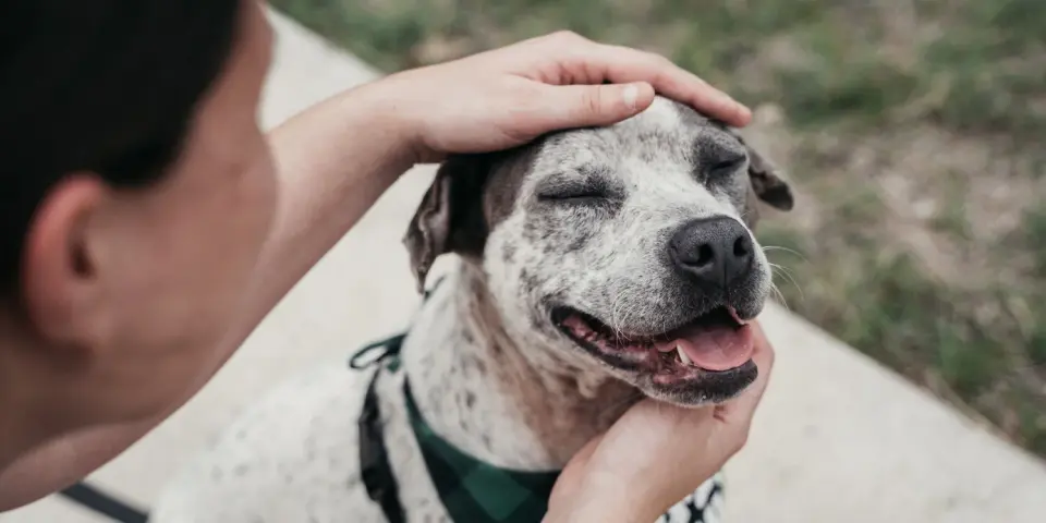 Petting dogs may not calm stress immediately, but it prepares the body for future challenges