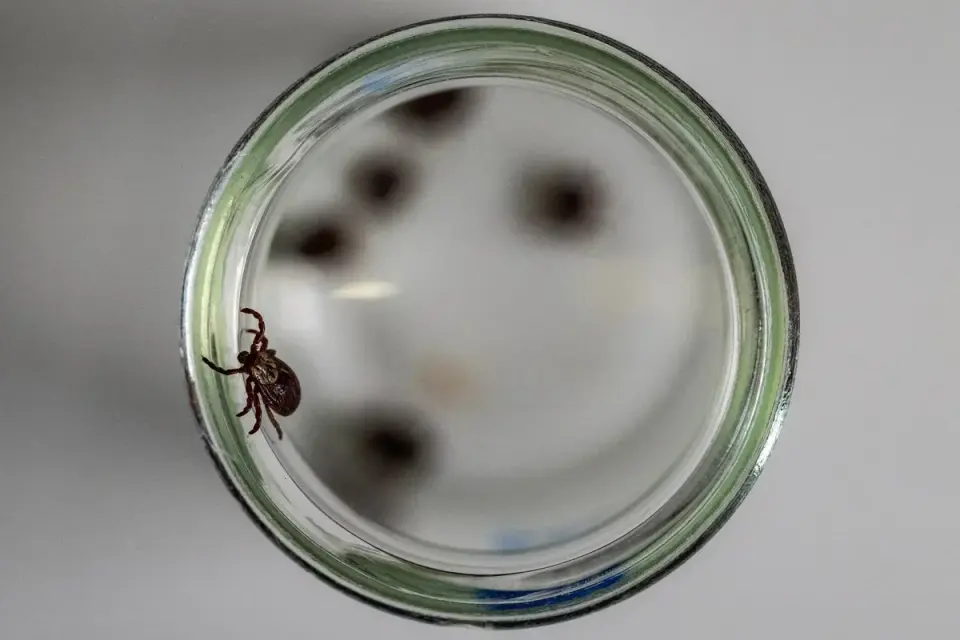 California logs rare tick-borne infection, only the fourth on record globally
