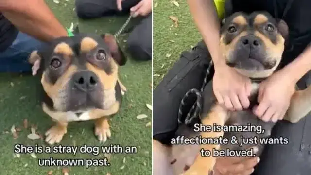 Shelter Pup Susan Defies Scary Stereotypes When She Leaves the Kennel