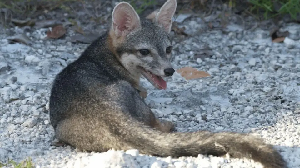 Cozumel Dwarf Fox Captured on Camera After 20-Year Silence