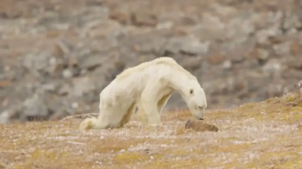 The Polar Bear Icon: When a Viral Photo Shaped Climate News