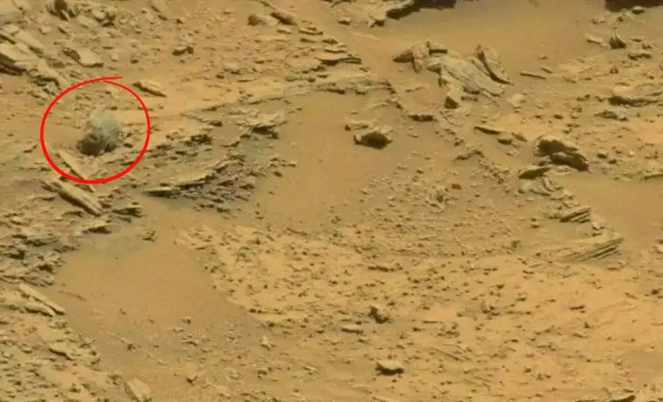 Mars Life Claims Spark Debate as Curiosity Images Are Analyzed for Insects and Reptiles