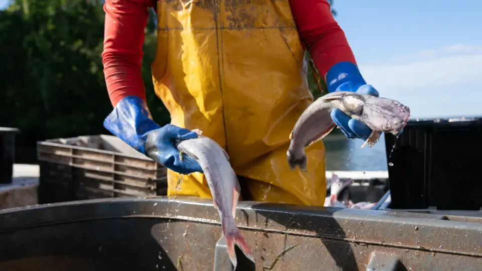 Maryland Schools Serve Invasive Blue Catfish to Combat Chesapeake Bay Predators