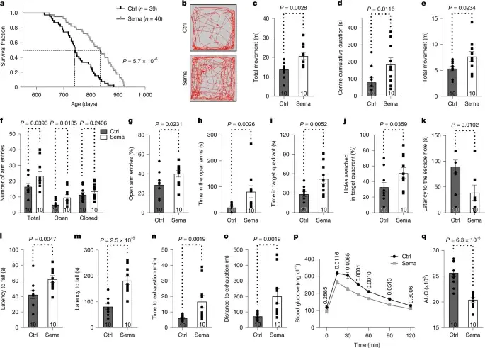 Semaglutide Extends Mouse Lifespan by 12% and Outperforms Calorie Restriction