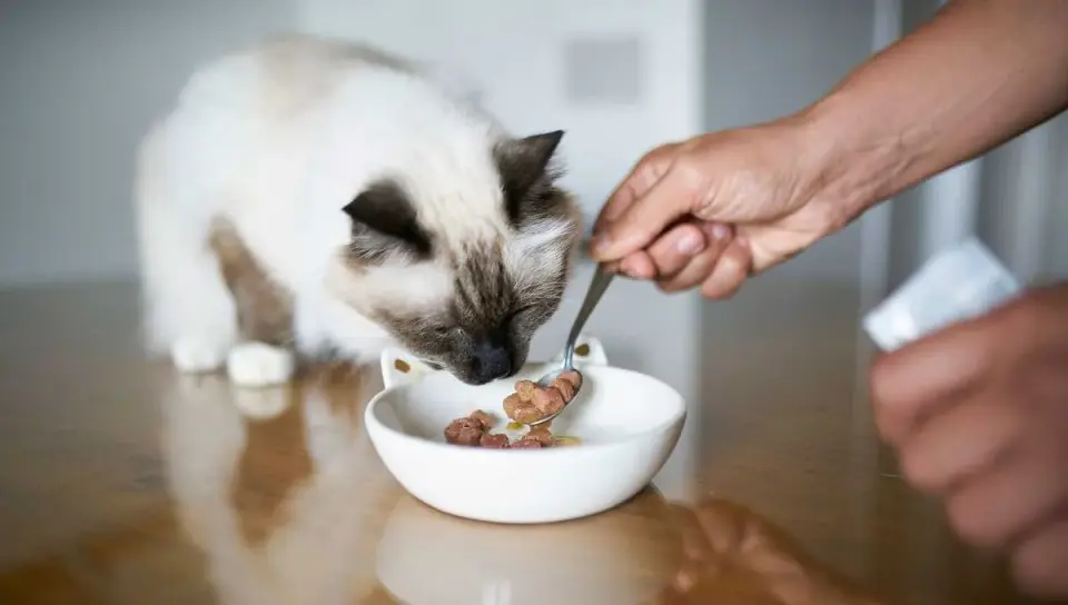 New Study Reveals Pervasive Heavy Metals and Plastics in Top Cat Foods