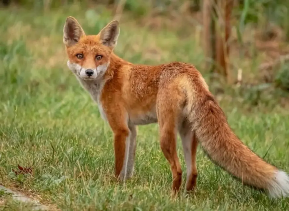 Rockville Warns of Rabid Fox Attacks on Person and Pets