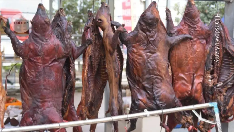 Wildlife trade linked to human-pathogen sharing across mammals