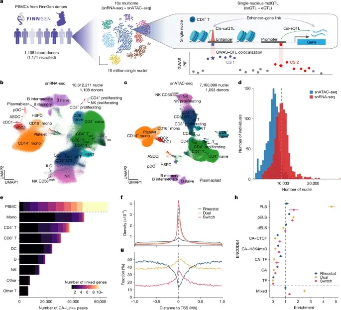 Massive Finnish Immune Atlas Links Non-Coding Variants to Disease Mechanisms