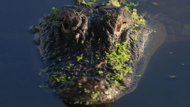 Florida endures a deadly spate of alligator attacks