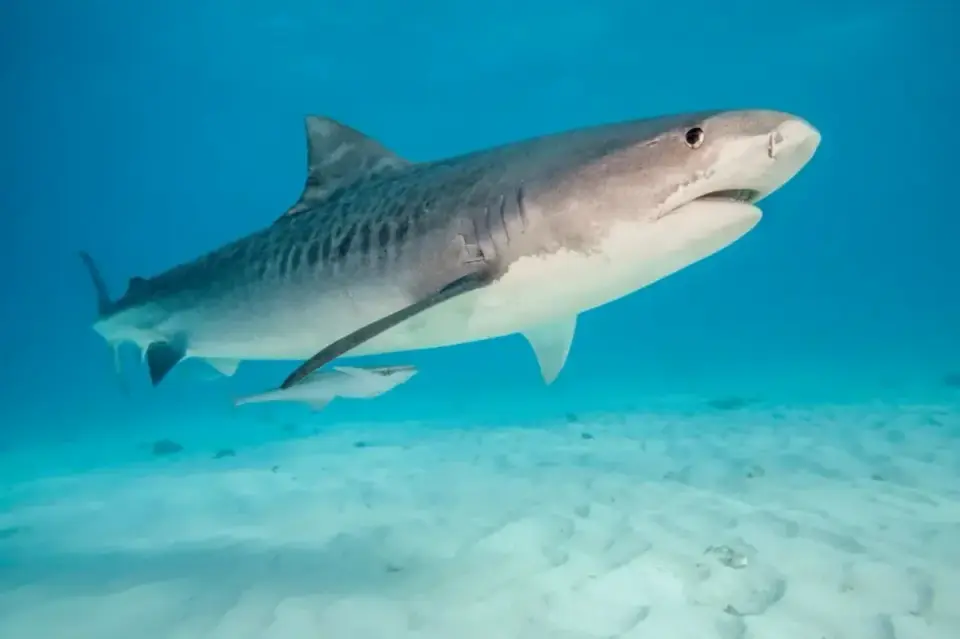 Shark attack injures tourist during Bahamas dolphin tour near Bimini