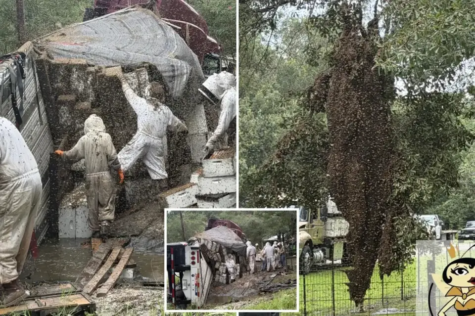 2 Million Bees Escape After Texas Beehive Truck Crash
