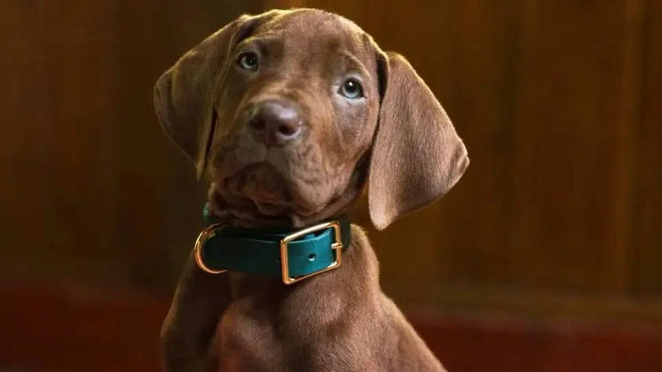 Netflix's Scooby-Doo Live-Action Series Sets 2027 Debut With First Look